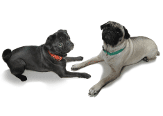 Fun Dog Fashion